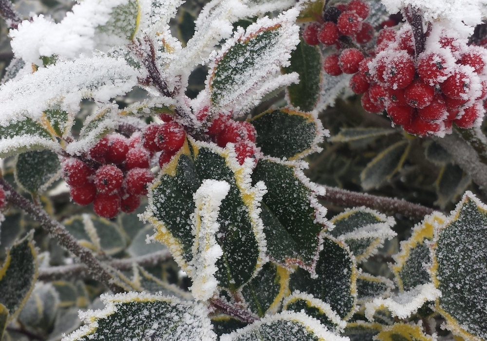 Du betrachtest gerade Weihnachtswünsche